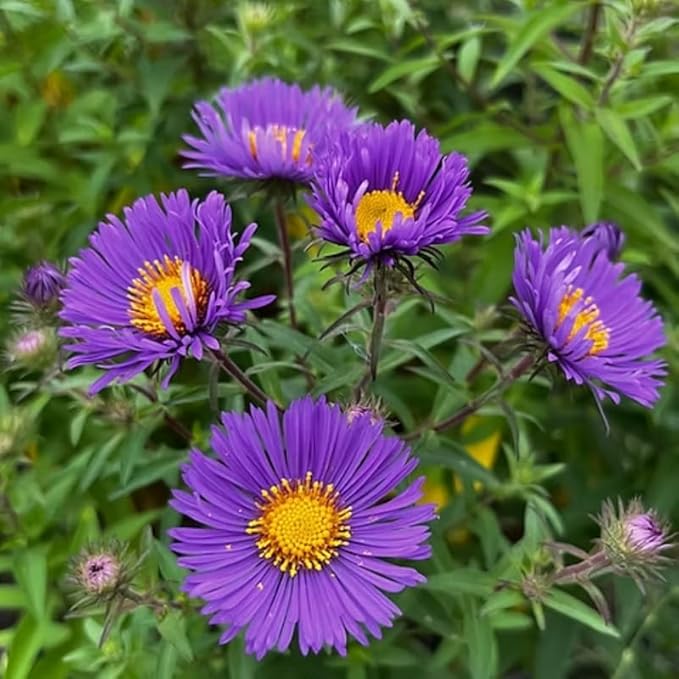 Live Aster Plant for Planting, Vibrant Purple Blooms 4-9 Inch Tall, Hardy and Perennial Aster, Ideal for Container and Outdoor Growing
