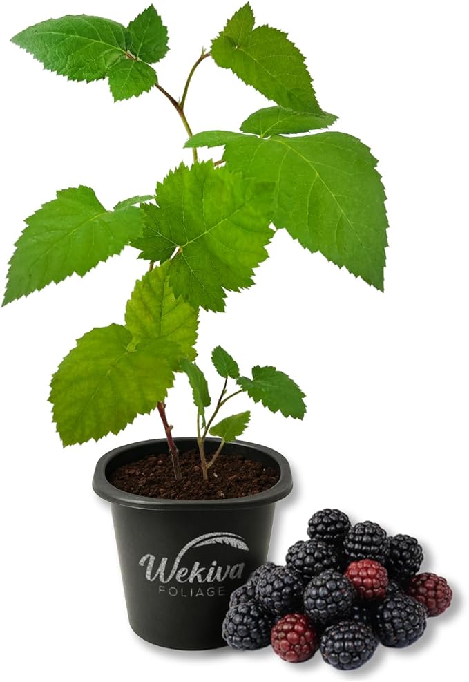 Kiowa BlackBerry Plant - 1 Live Starter Plant - Rubus - Edible Fruit Bearing Bush for Patio and Garden