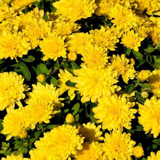 Pack 3 Yellow Chrysanthemum Plants, Mums Plants Live, 3 to 6 Inch Tall Garden Mum Live Plant, Vibrant Fall Blooms, Hardy Chrysanthemum Flowers, No Pot