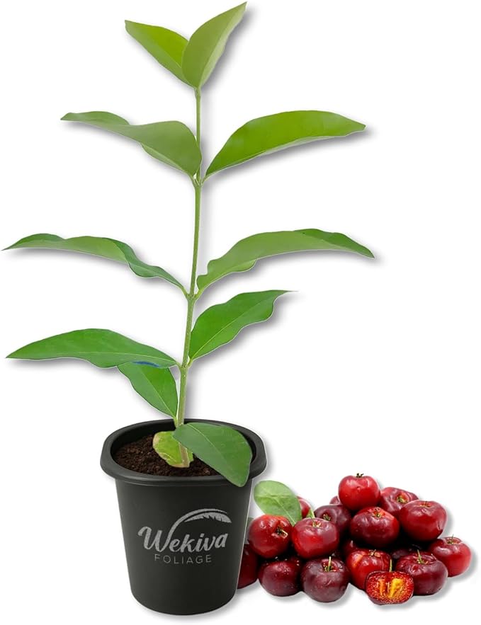 Barbados Cherry Tree - 1 Live Starter Plant - Malpighia Emarginata - Edible Fruit Bearing Tree for The Patio and Garden