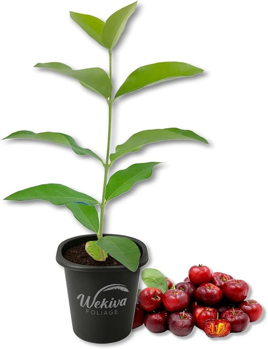 Barbados Cherry Tree - 1 Live Starter Plant - Malpighia Emarginata - Edible Fruit Bearing Tree for The Patio and Garden