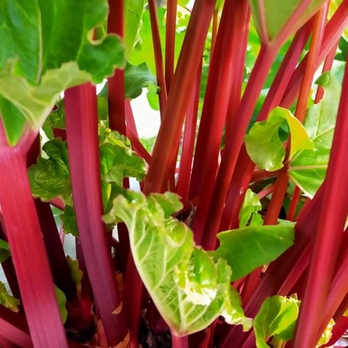 3 Rhubarb Plants Roots for Planting, Rhubarb Plants Live Roots for Planting Gardening Outdoor Indoor, 3 to 5 Inc Tall
