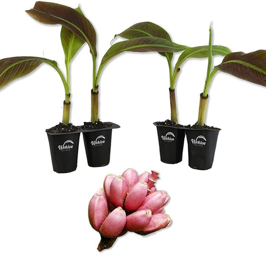 Siam Ruby Banana Tree - 4 Live Starter Plants - Musa - Edible Fruit Bearing Tree for The Patio and Garden