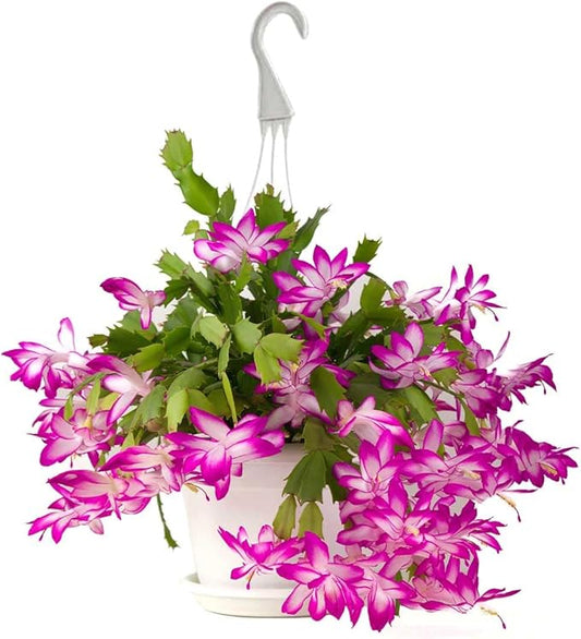 American Plant Exchange Christmas Cactus Plant, Live Flowering Indoor Houseplant, 8-Inch Pot, Hanging Basket, Easy to Care, Pet Safe, Assorted Colors Growers Choice