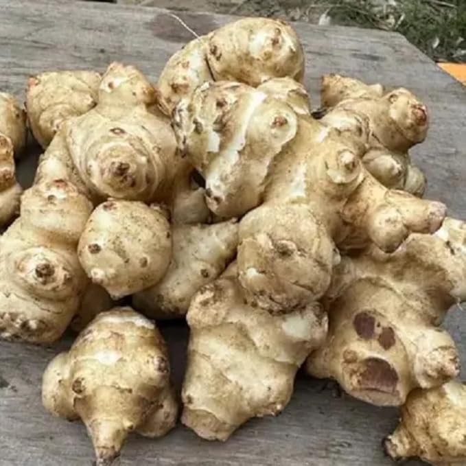1/2 Lb Jerusalem Artichoke Tubers for Planting, Fresh Sunroots Sunchokes, Edible Hardy Roots for Home Garden or Raised Beds