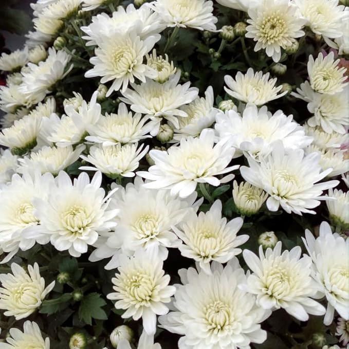 Pack 3 White Chrysanthemum Plants, Mums Plants Live, 3 to 6 Inch Tall Garden Mum Live Plant, Vibrant Fall Blooms, Hardy Chrysanthemum Flowers, No Pot