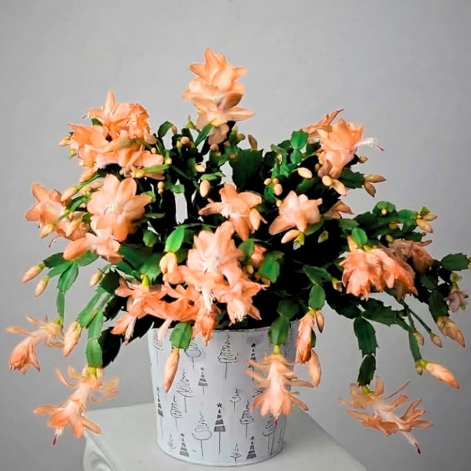 2 Christmas Cactus Plants Live, Starter Holiday Thanksgiving Cactus Plant for Indoor Outdoor Houseplants, Fasle Easter Cactus Plants Like, Cold Hardy, 5-9" in Tall, No Pot (Salmon)