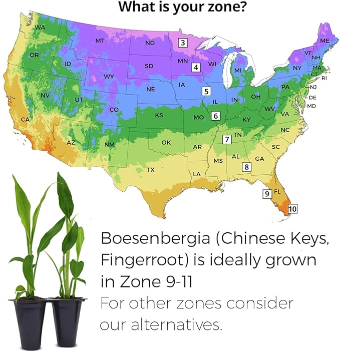 Boesenbergia Chinese Keys (4 Pack) Finger Root/Krachai Ginger Edible Plant Live for Planting| Easy to Grow Plants | Grow Your own Food on Your Edible Organic Garden| Live Ginger for Sale |
