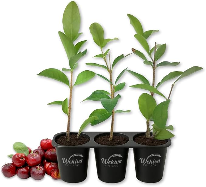 Barbados Cherry Tree - 3 Live Starter Plants - Malpighia Emarginata - Edible Fruit Bearing Tree for The Patio and Garden