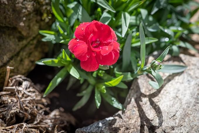 Greenwood Nursery: Live Perennial Plants - Frosty Fire + Dianthus Allwoodii - [Qty: 5X Pint Pots] - (Click for Other Available Plants/Quantities)