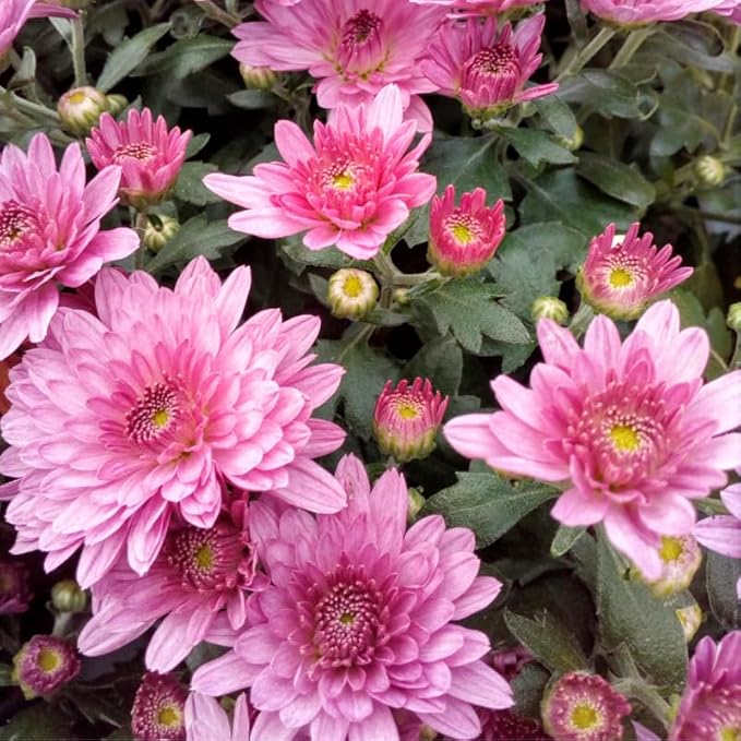 Pink Chrysanthemum Plant, Set 2 Pink Mums Plants Live, Hardy Perennial Mum Live Plant, 3 to 6 Inch Tall Garden Mum Starter Plants for Garden Beds, Containers, Vibrant Fall Blooms, No Pot