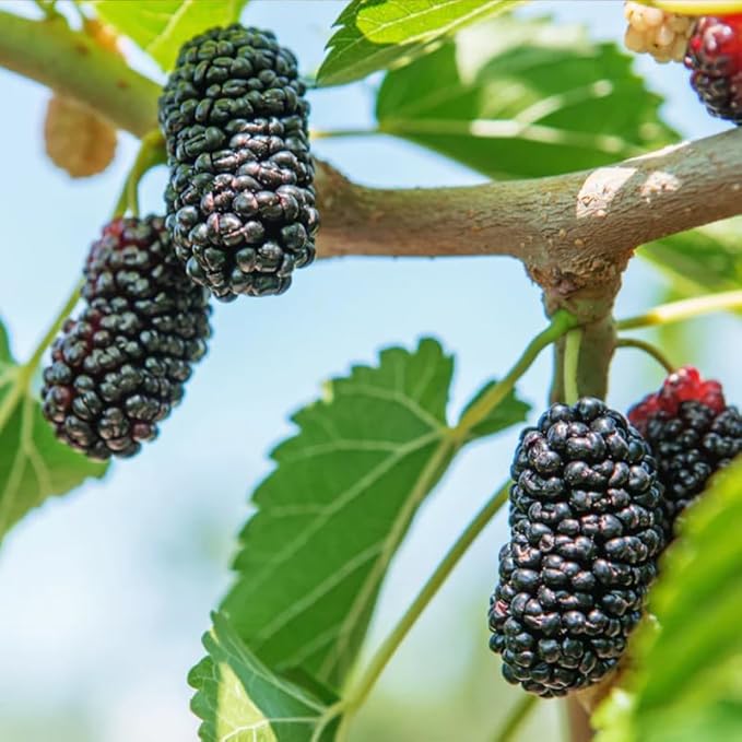 Mulberry Tree Live Plant, 5 to 8 Inch Tall, Sweet Mulberry Plant Live Seedling, No Pot, Edible Mulberries Fruit Tree Plant (Illinois Everbearing Mulberry)