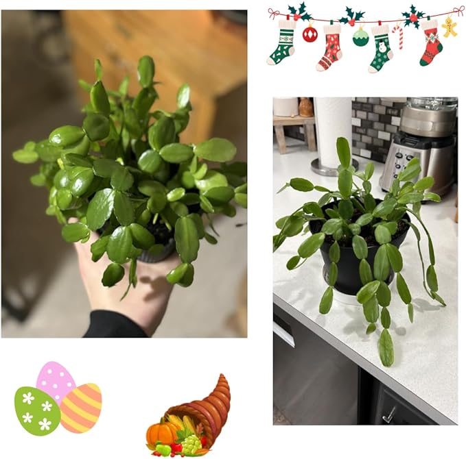 Christmas Cactus Plants Live, Thanksgiving Cactus Easter Cactus Like, 4-8 Inc Tall, Cold Hardy, Holiday Cactus for Indoor Outdoor Planting, Starter Size (Yellow)