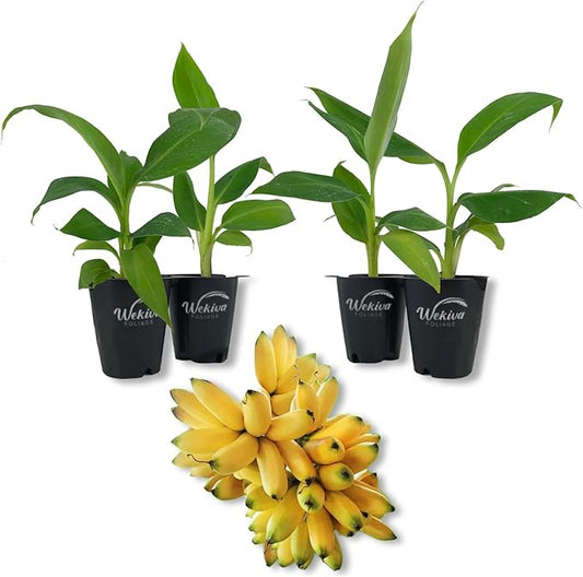 Kokopo Banana Tree - 4 Live Starter Plants - Musa - Edible Fruit Bearing Tree for The Patio and Garden
