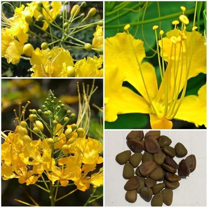 Yellow Mexican Bird of Paradise Plant Live, Pride of Barbados Dwarf Poinciana Tree in 4" Pot, 6 to 8 Inches in Tall