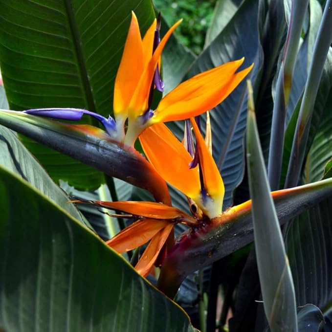 Bird of Paradise Plant Live, 5" to 12" Tall, Established Roots, Strelitzia Reginae Live Plant Houseplant Indoor Outdoor (Orange)