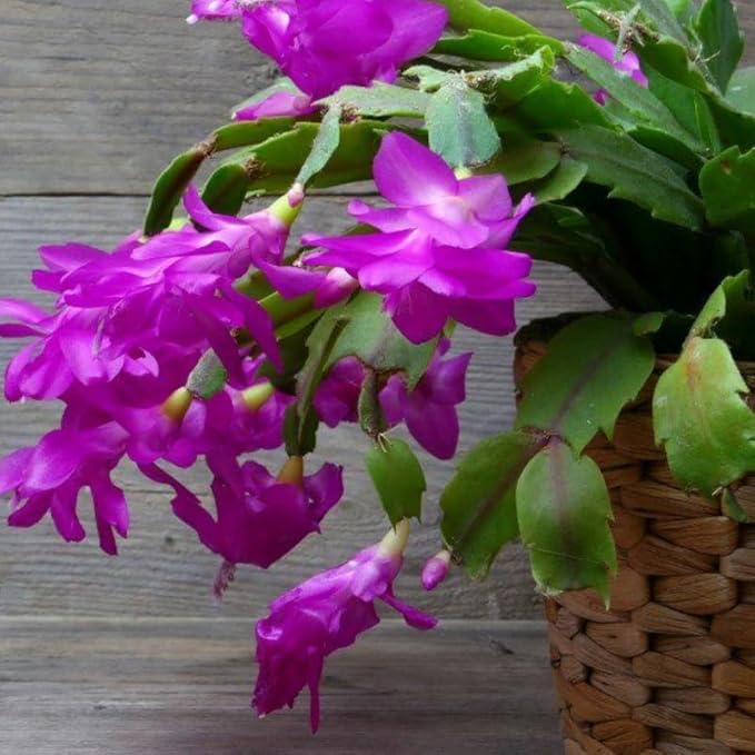 Purple Christmas Cactus Plant, 3-6" Tall Colorful Holiday Cactus Houseplant Easy Care Tropical Flowering Succulent Live Plants, Well Rooted, No Pot