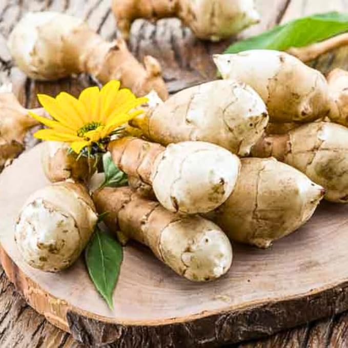 1 Pound Large Jerusalem Artichokes Tubers for Planting, Fresh Sunchokes Sunroots, Hardy Edible Perennial Roots for Outdoor Vegetable Garden