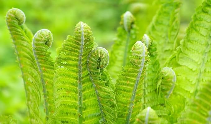 Ostrich Fern Roots for Planting (Matteuccia struthiopteris) – Elegant, Hardy Fern for Shade Gardens and Woodland Landscapes (3 Roots)