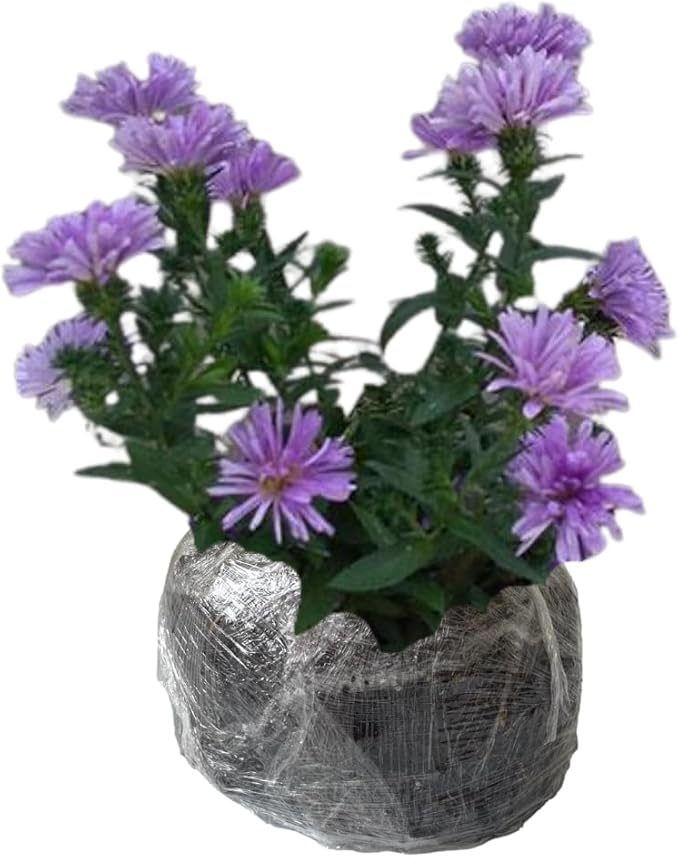 Live Aster Plant for Planting, Vibrant Purple Blooms 4-9 Inch Tall, Hardy and Perennial Aster, Ideal for Container and Outdoor Growing