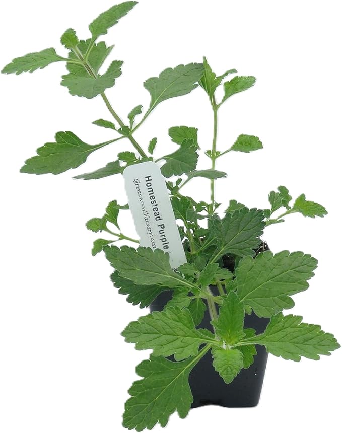 Greenwood Nursery: Live Perennial Plants - 'Homestead Purple' + Verbena Canadensis - [Qty: 1x Pint Pot] - (Click for Other Available Plants/Quantities)