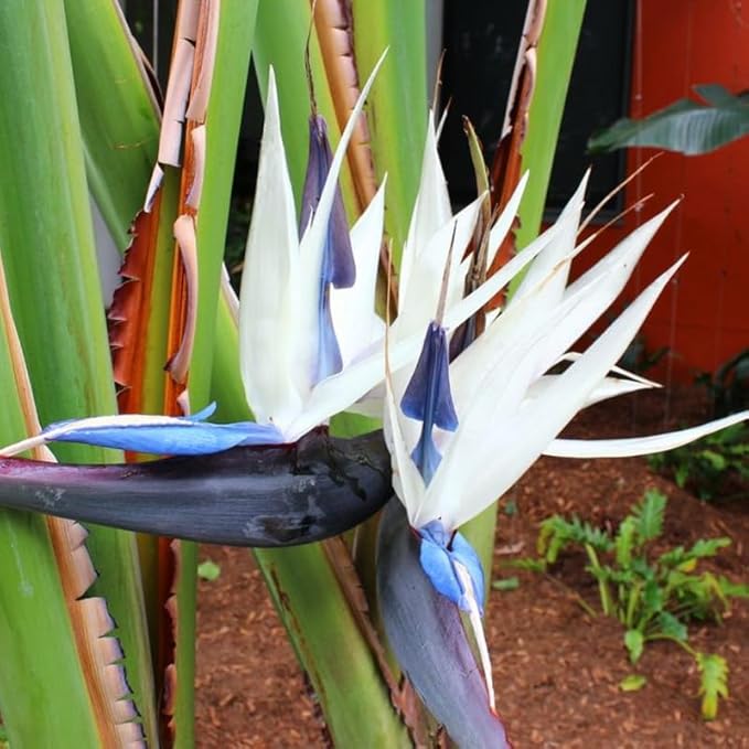 Bird of Paradise Plant Live, 5" to 12" Tall, Established Roots, Strelitzia Reginae Live Plant Houseplant Indoor Outdoor (Giant White)