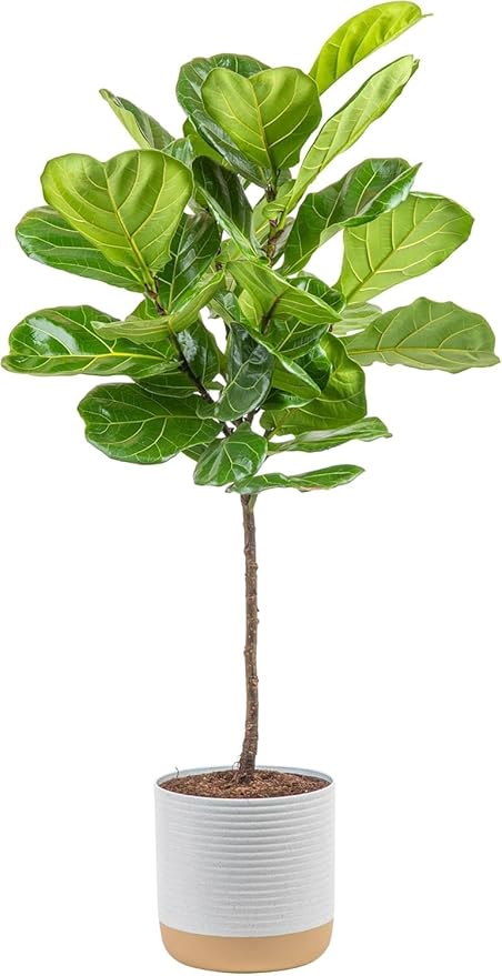Costa Farms Fiddle Leaf Fig Tree Live Plant in Decorative Pot, Large Indoor Houseplant, Perfect for Home, Room, or Office Decor, Great House Warming or Birthday Gift, 3-4 Feet Tall