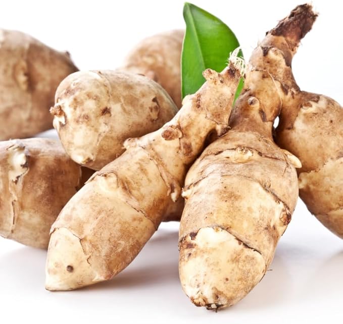 1 Pound Large Jerusalem Artichokes Tubers for Planting, Fresh Sunchokes Sunroots, Hardy Edible Perennial Roots for Outdoor Vegetable Garden