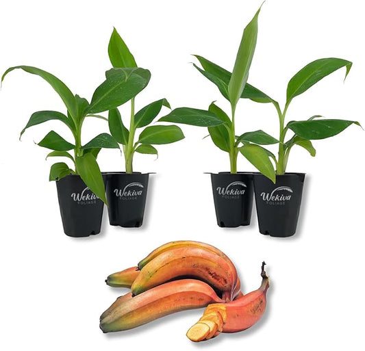 Red Cuban Banana Tree - 4 Live Starter Plants - Musa - Edible Fruit Bearing Tree for The Patio and Garden