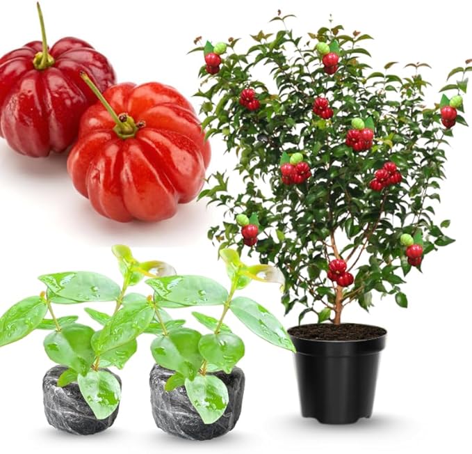 7 Months Old Surinam Cherry Tree Live Plant, Fast-Growing and High Yielding Sweet Fruit, Edible Fruit Bearing Tree for The Patio and Garden, No Pot, 4-8" in Tall