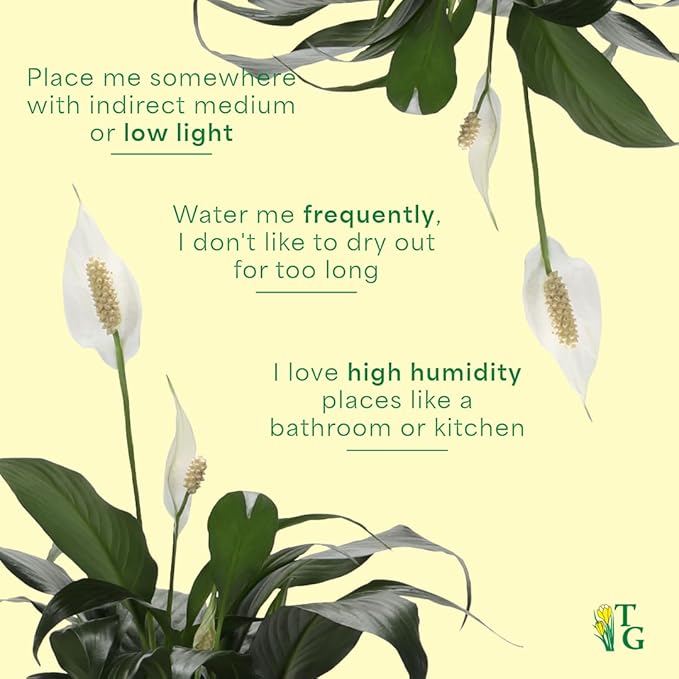 Thorsen's Greenhouse Live Peace Lily Plant, Spathyphylum, Low Light, Natural Air Purifier Live Indoor Plant, 4-6" Diameter Pot (Lavender, 4-inch Pot)