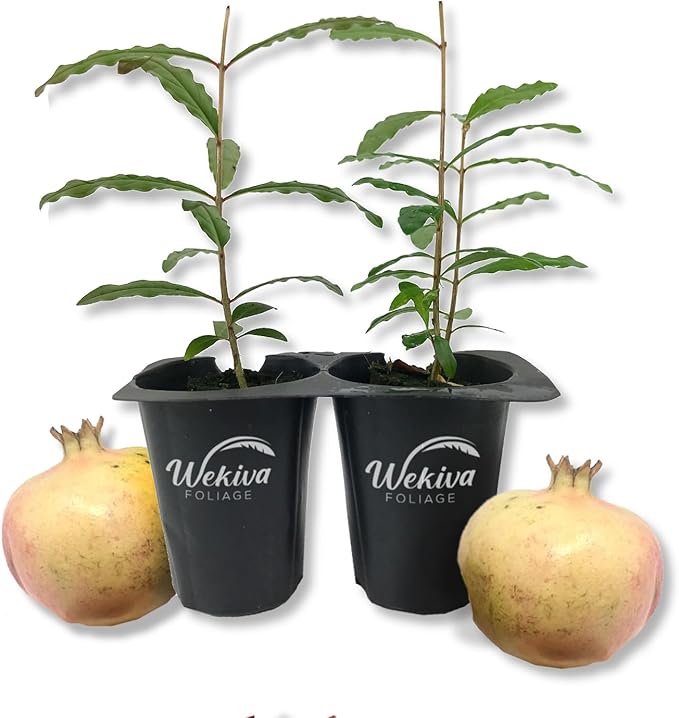 Azadi Pomegranate Tree - 2 Live Starter Plants - Edible Fruit Bearing Tree for The Patio and Garden