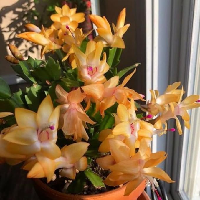 Yellow Christmas Cactus Plant, 3-6" Tall Colorful Holiday Cactus Houseplant Easy Care Tropical Flowering Succulent Live Plants, Well Rooted, No Pot