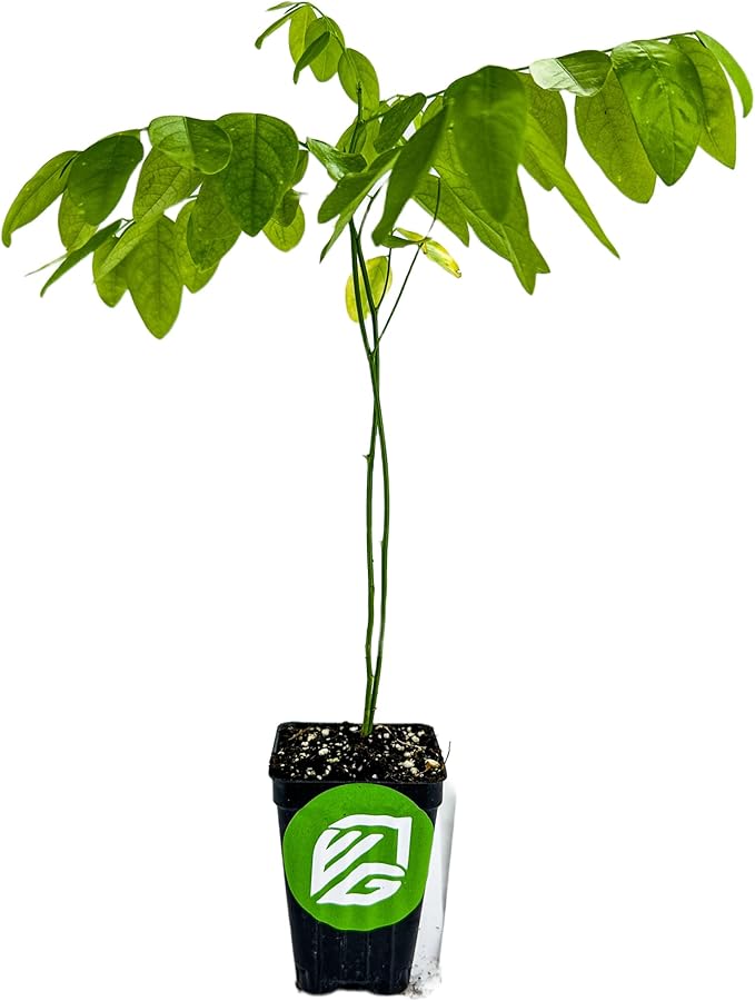 Katuk Tree Live Plant (Sweetleaf Bush) - Sauropus androgynus - Wellspring Gardens Salad Tree Starter Plant - Live Vegetable Plant - Easy to Grow - Ideal for Outdoor & Indoor Planting