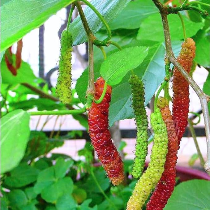 Mulberry Tree Live Plant, 5 to 8 Inch Tall, Sweet Mulberry Plant Live Seedling, No Pot, Edible Mulberries Fruit Tree Plant (Pakistan Mulberry)