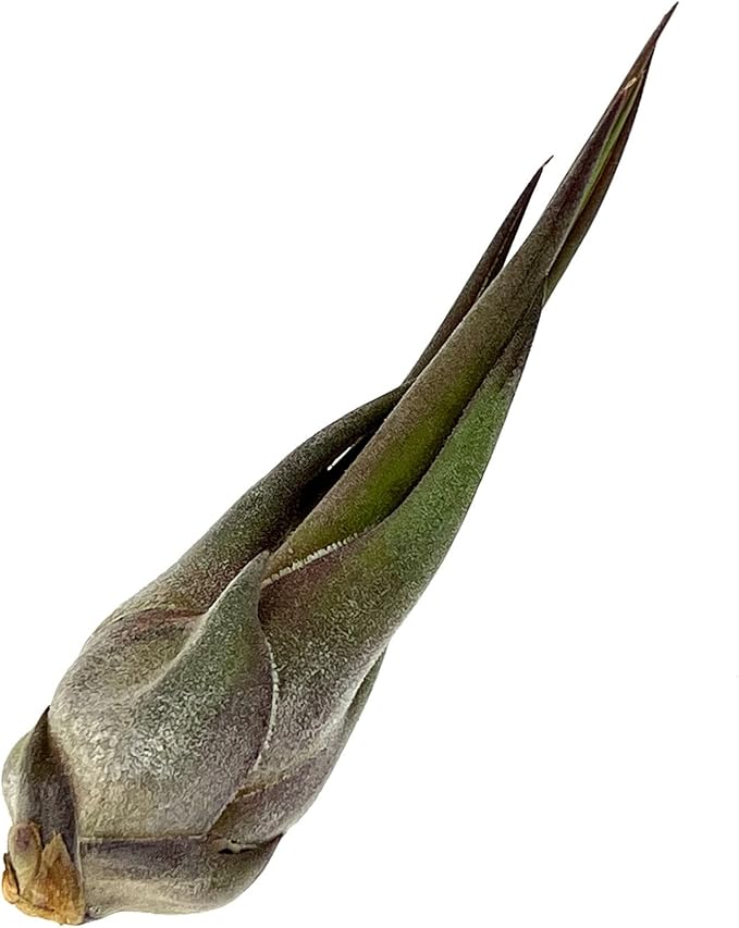 ragnaroc Air Plants - Tillandsia Seleriana, Large 4-6" - 2ct - Live Arrival Guaranteed - House Plants for Home Decor & Gift
