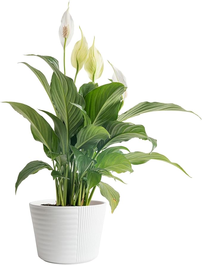 Costa Farms Peace Lily Live Plant in Decorative Plant Pot, Air Purifying Flowering Indoor Houseplant, Perfect for Home, Room, or Office Decor, Great House Warming or Birthday Gift, 14-24 Inches Tall