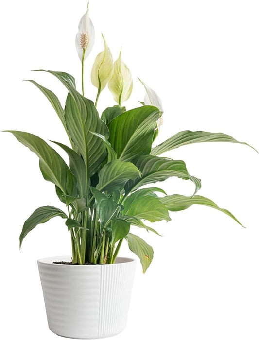 Costa Farms Peace Lily Live Plant in Decorative Plant Pot, Air Purifying Flowering Indoor Houseplant, Perfect for Home, Room, or Office Decor, Great House Warming or Birthday Gift, 14-24 Inches Tall