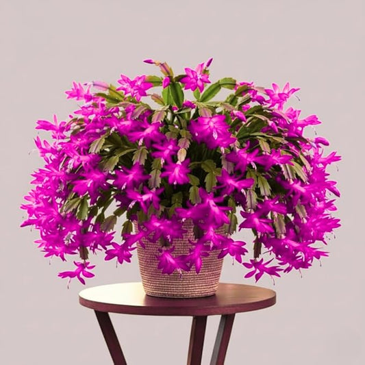2 Christmas Cactus Plants Live, Starter Holiday Thanksgiving Cactus Plant for Indoor Outdoor Houseplants, Fasle Easter Cactus Plants Like, Cold Hardy, 5-9" in Tall, No Pot (Pink)