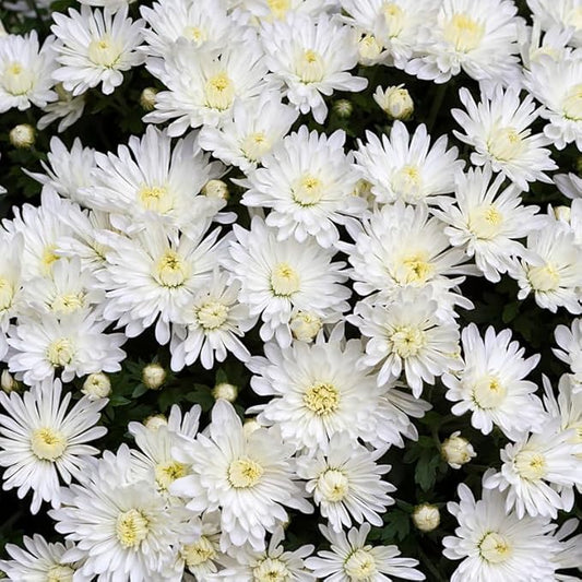 Pack 3 White Chrysanthemum Plants, Mums Plants Live, 3 to 6 Inch Tall Garden Mum Live Plant, Vibrant Fall Blooms, Hardy Chrysanthemum Flowers, No Pot