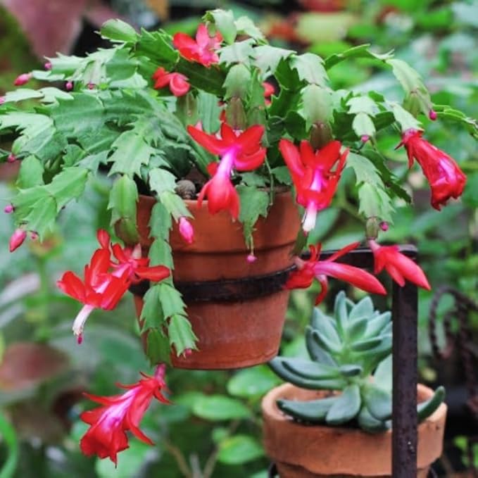Red Christmas Cactus Plant, 3-6" Tall Colorful Holiday Cactus Houseplant Easy Care Tropical Flowering Succulent Live Plants, Well Rooted, No Pot