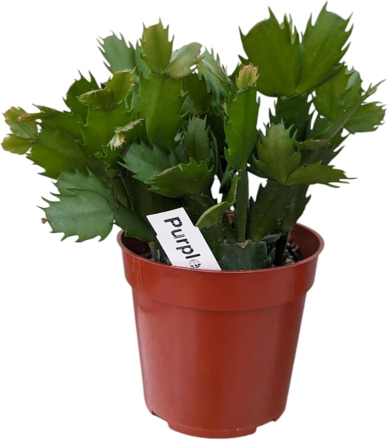 Purple Christmas Cactus Plant - Zygocactus, 4" Pot