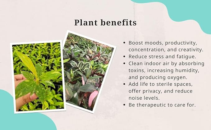 CoollectivePlants Monstera Swiss Cheese – Live Monstera Plant in 4″ Grower’s Pot, Easy Care and Low Maintenance Indoor Houseplant, Includes UniHeat Pack for Winter Protection