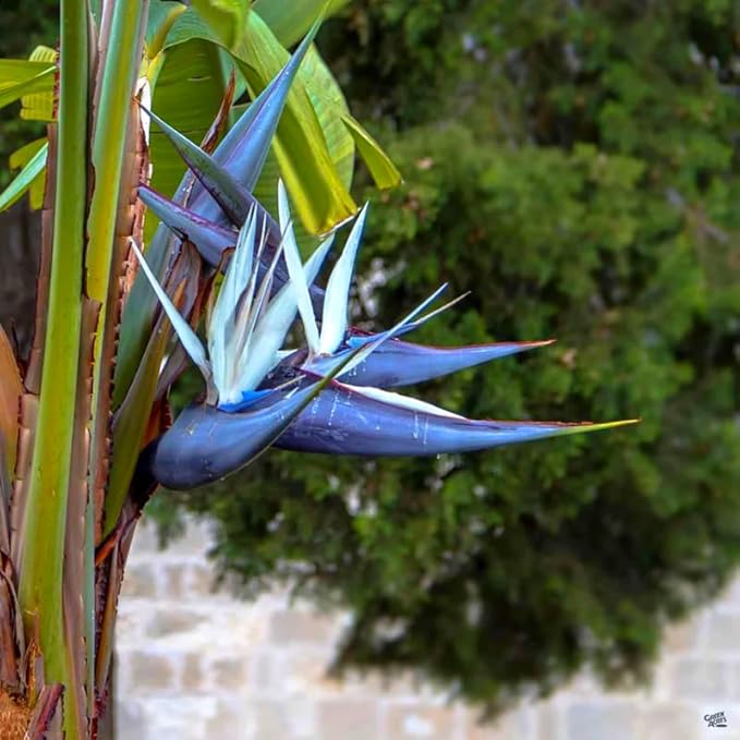Bird of Paradise Plant Live, 5" to 12" Tall, Established Roots, Strelitzia Reginae Live Plant Houseplant Indoor Outdoor (Giant White)