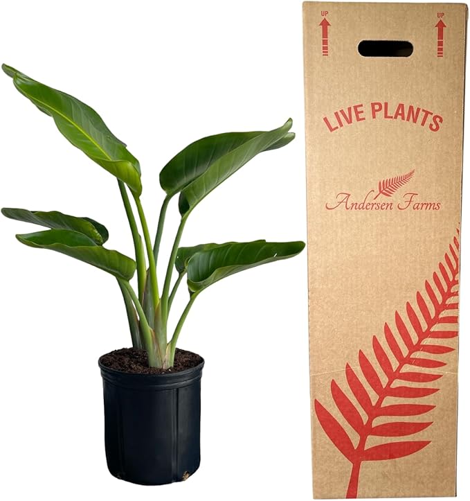 White Bird of Paradise Live Tropical Houseplant Ideal for Home or Office Decor (24-28 inches Tall) in 10 inch Grower Pot