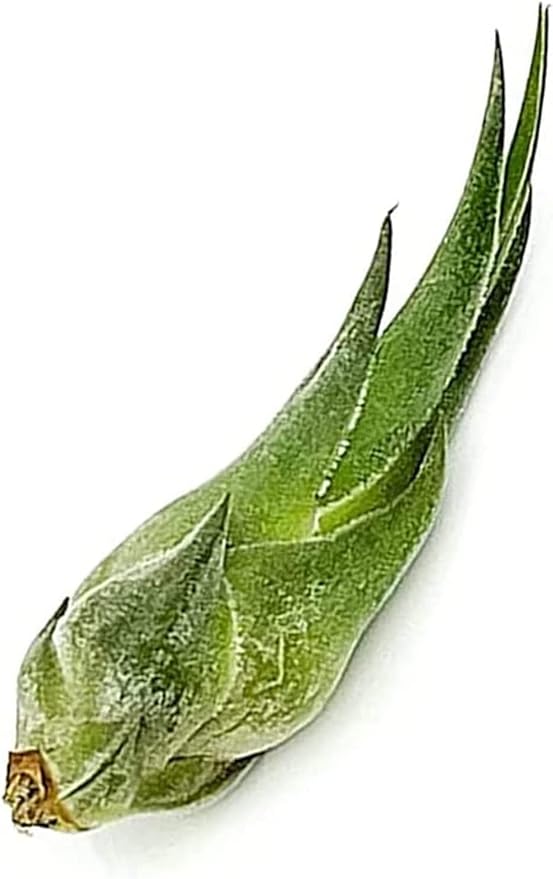 ragnaroc Air Plants - Tillandsia Seleriana, Large 4-6" - 2ct - Live Arrival Guaranteed - House Plants for Home Decor & Gift