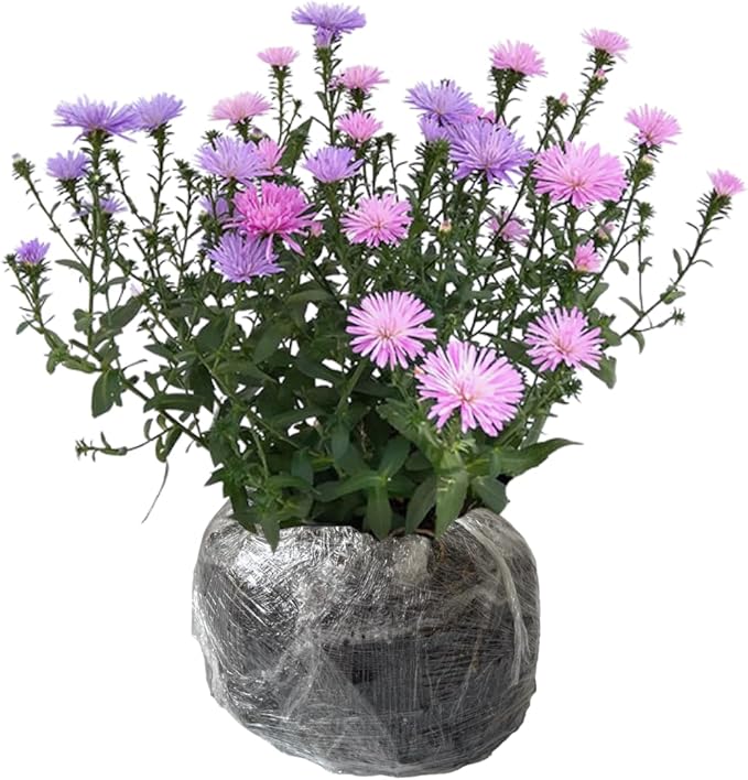 Live Aster Plant for Planting, Vibrant Pink Blooms 4-9 Inch Tall, Hardy and Perennial Aster, Ideal for Container and Outdoor Growing
