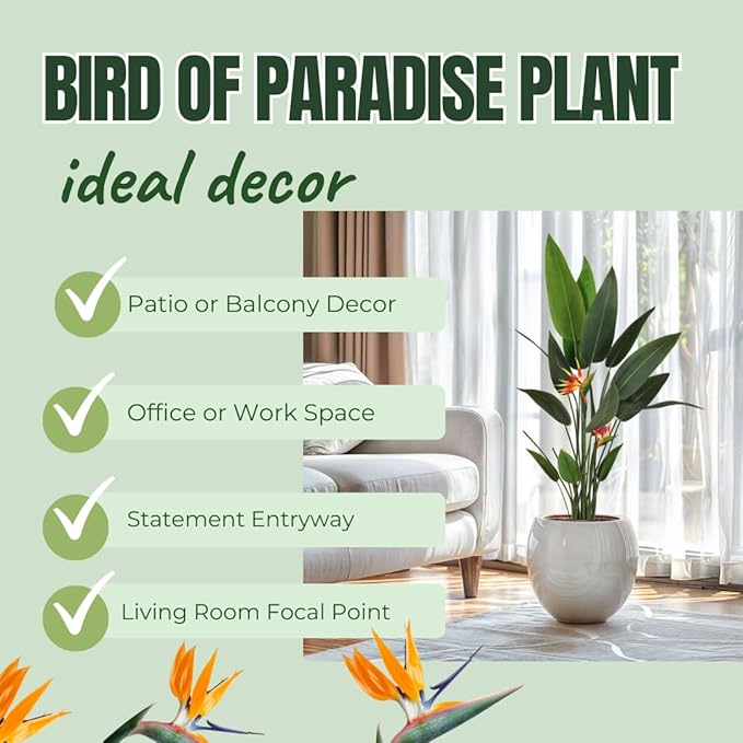 Bird of Paradise Plant Live, 5" to 12" Tall, Established Roots, Strelitzia Reginae Live Plant Houseplant Indoor Outdoor (Orange)