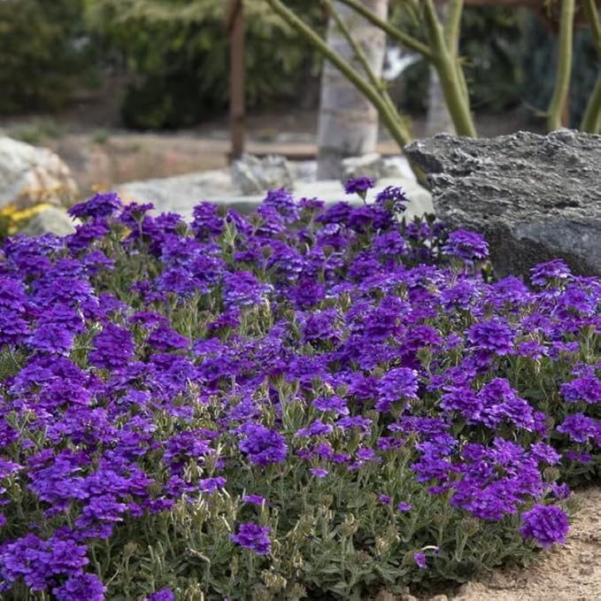 3 Trailing Perennial Purple Verbena Plants, 6-10 Inches Tall Verbena Bushes Shrubs, Well Rooted in Pot