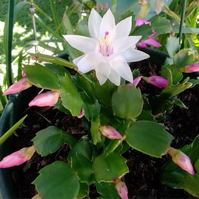 White Christmas Cactus Plant, 3-6" Tall Colorful Holiday Cactus Houseplant Easy Care Tropical Flowering Succulent Live Plants, Well Rooted, No Pot
